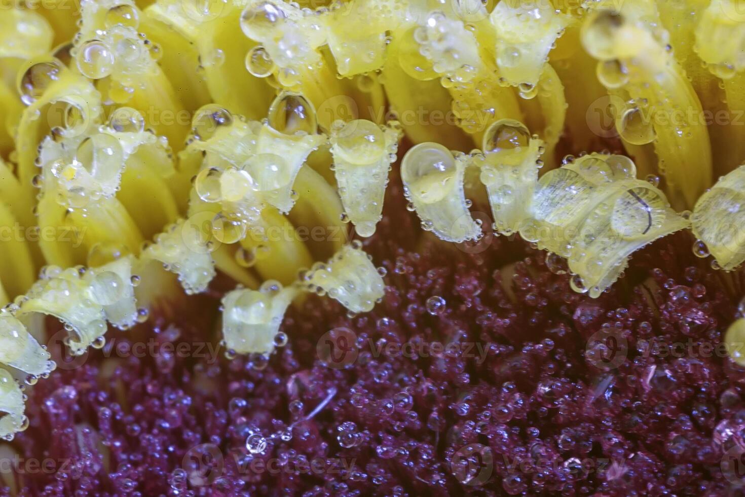 Detailed macro of dew on a petal of flower photo