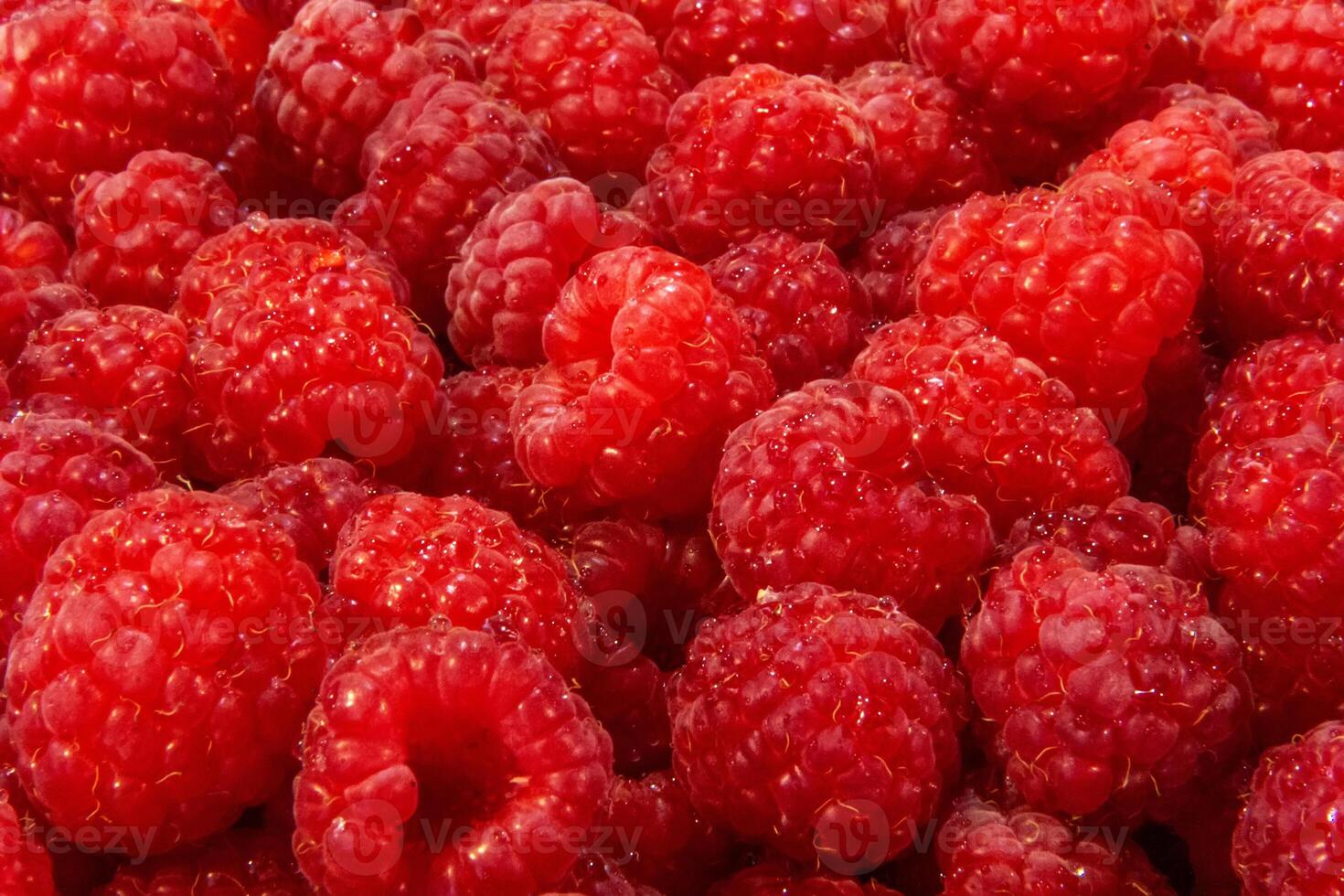 Ripe raspberries. Berries.Scarlet. Raspberry background. Raspberry surface photo