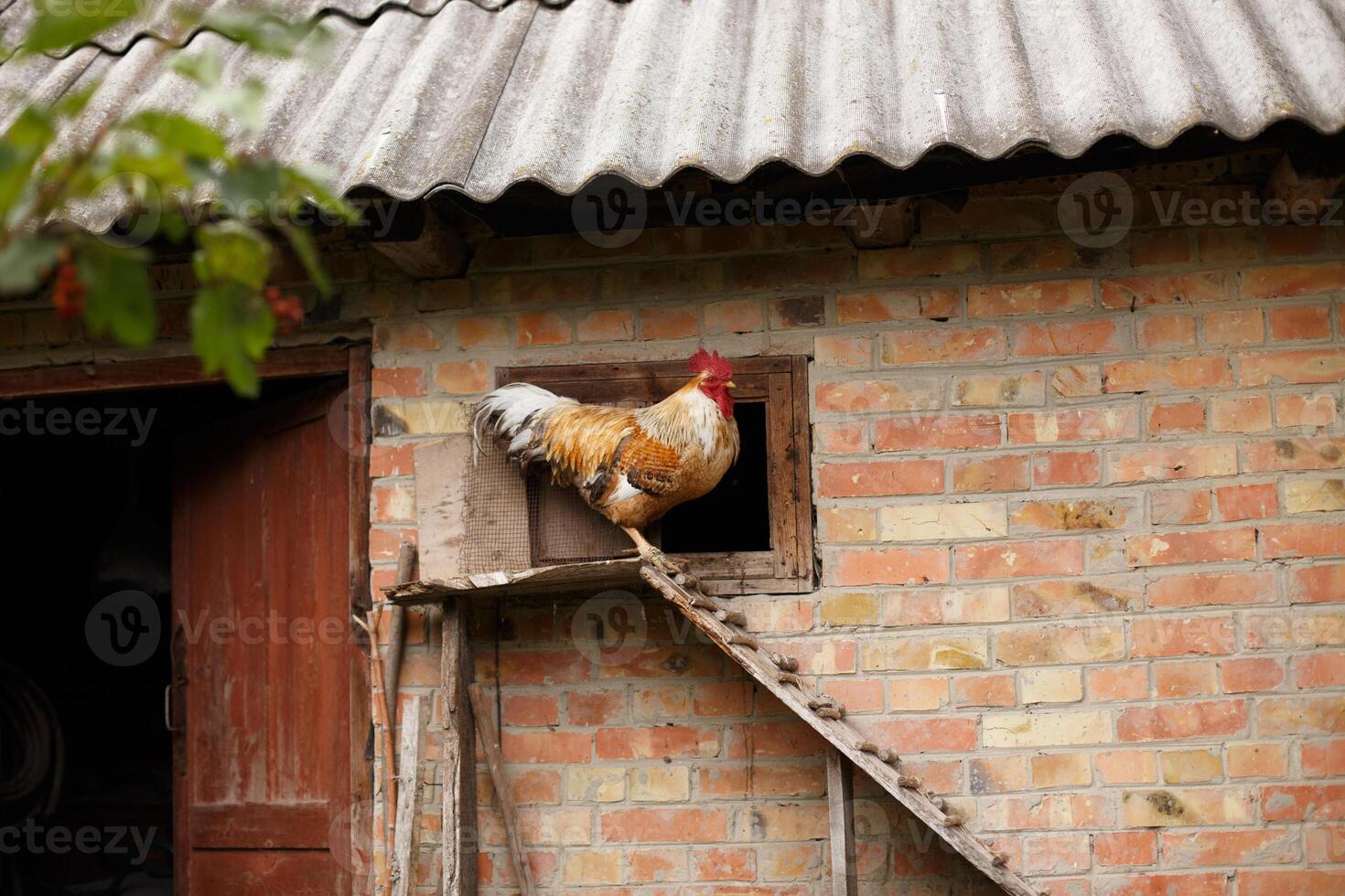 Rooster on Coop Ladder on a sunny day. photo