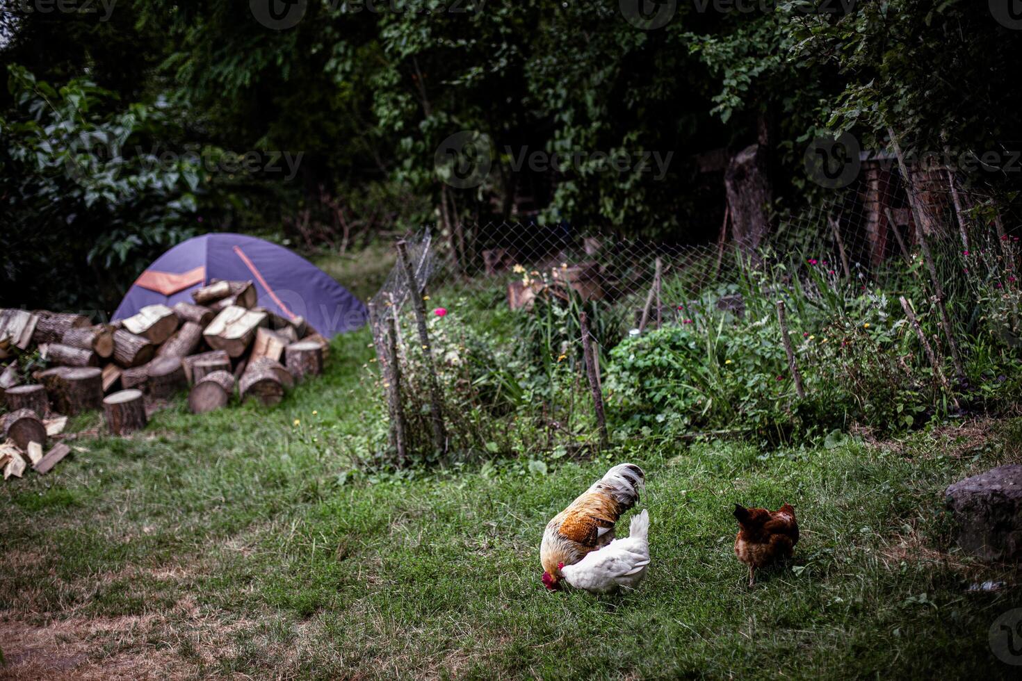 Chickens Near Campsite on a sunny day. photo