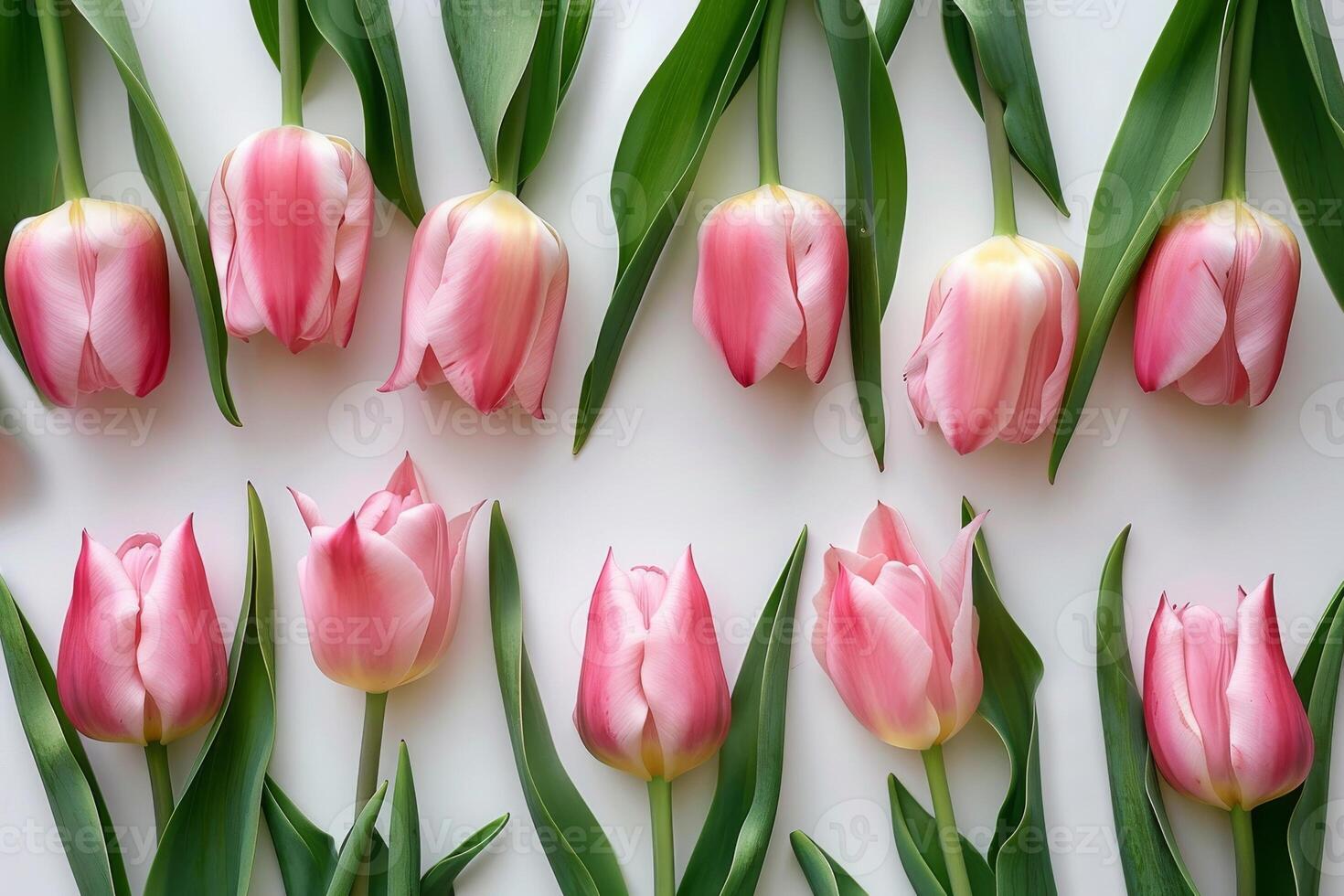 Pink Tulips Arranged In Rows On A White Background photo