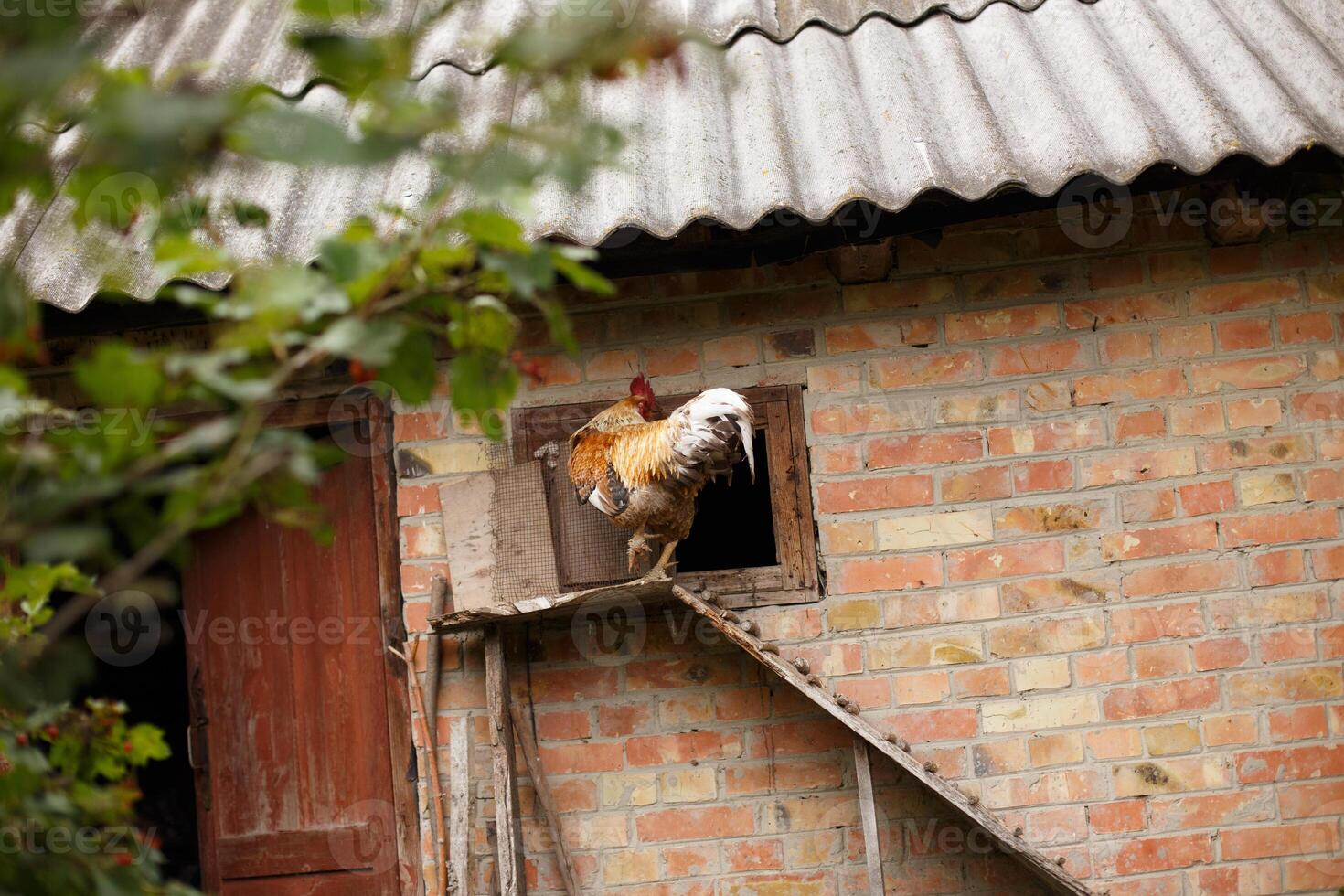 Rooster on Coop Ladder on a sunny day. photo