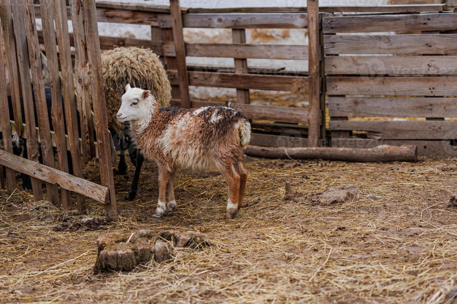 Lambs Walking In A Farm Yard photo