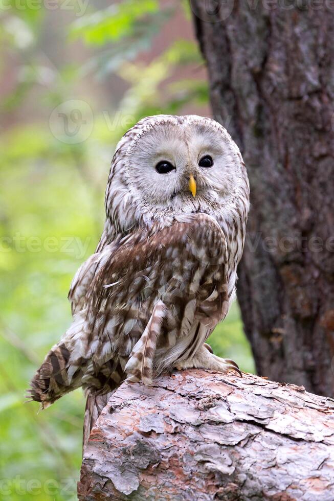 Ural owl on a log in summer forest Strix uralensis photo