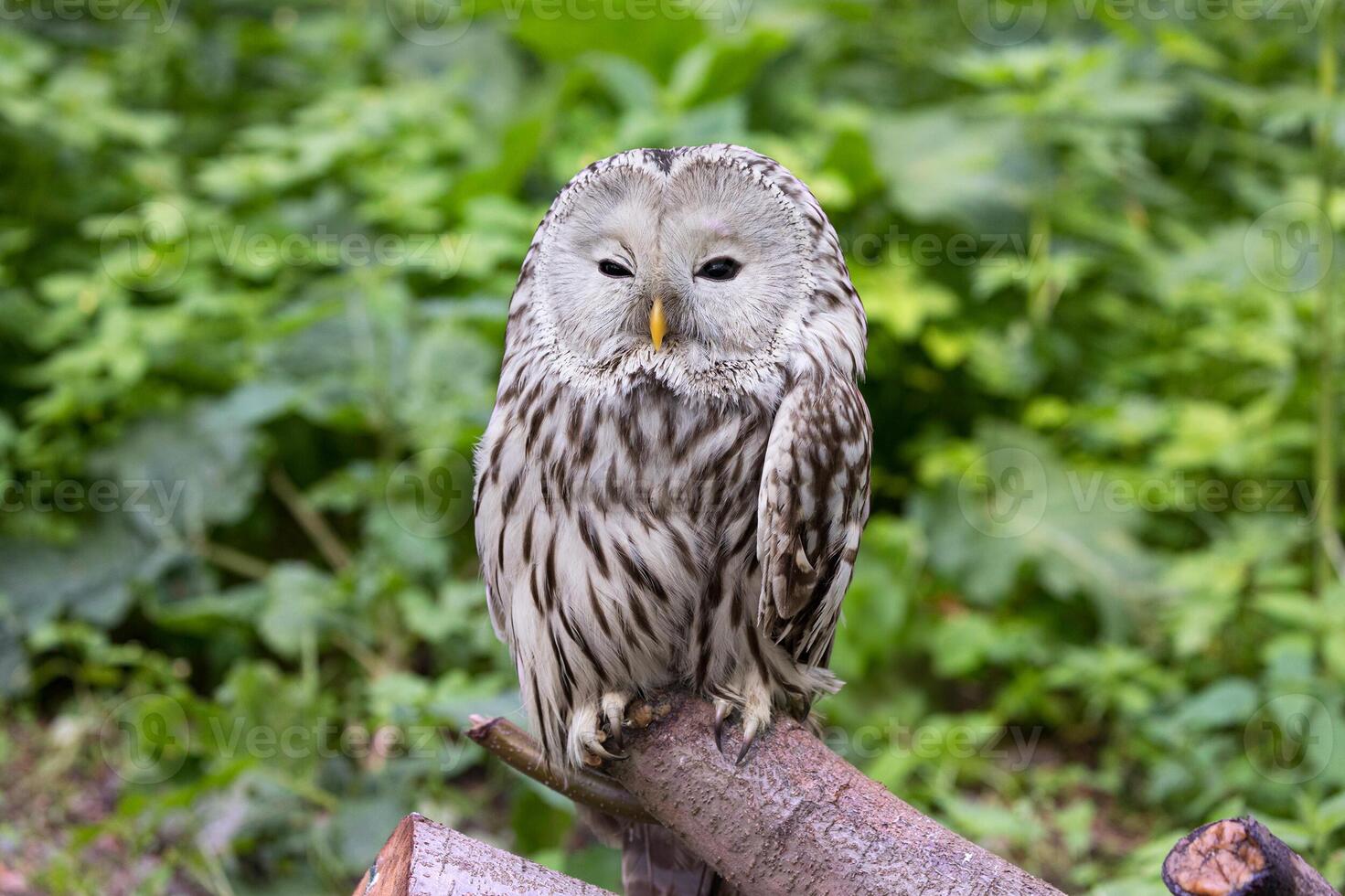 Ural owl on a log in summer forest Strix uralensis photo