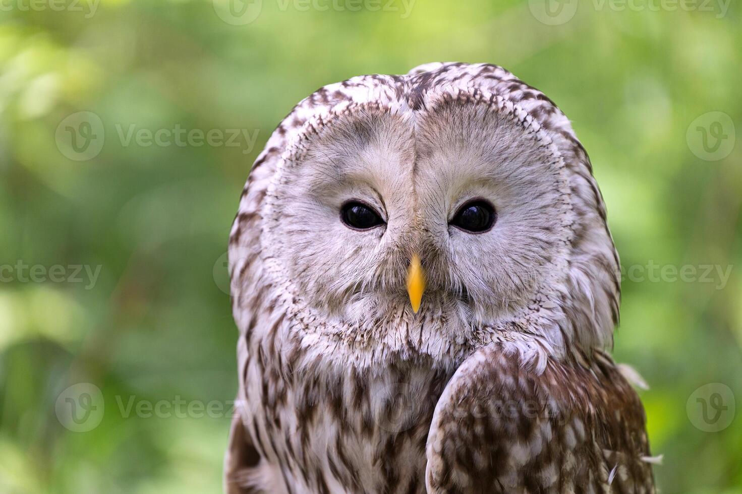 Ural owl on a log in summer forest Strix uralensis photo