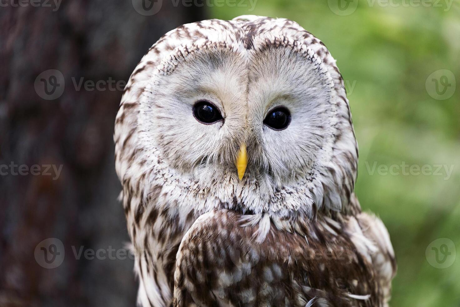 Ural owl on a log in summer forest Strix uralensis photo
