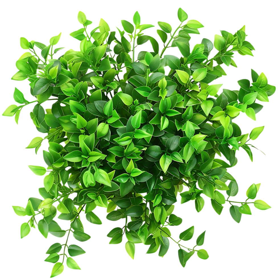 Green Leaf Bush Illustration png