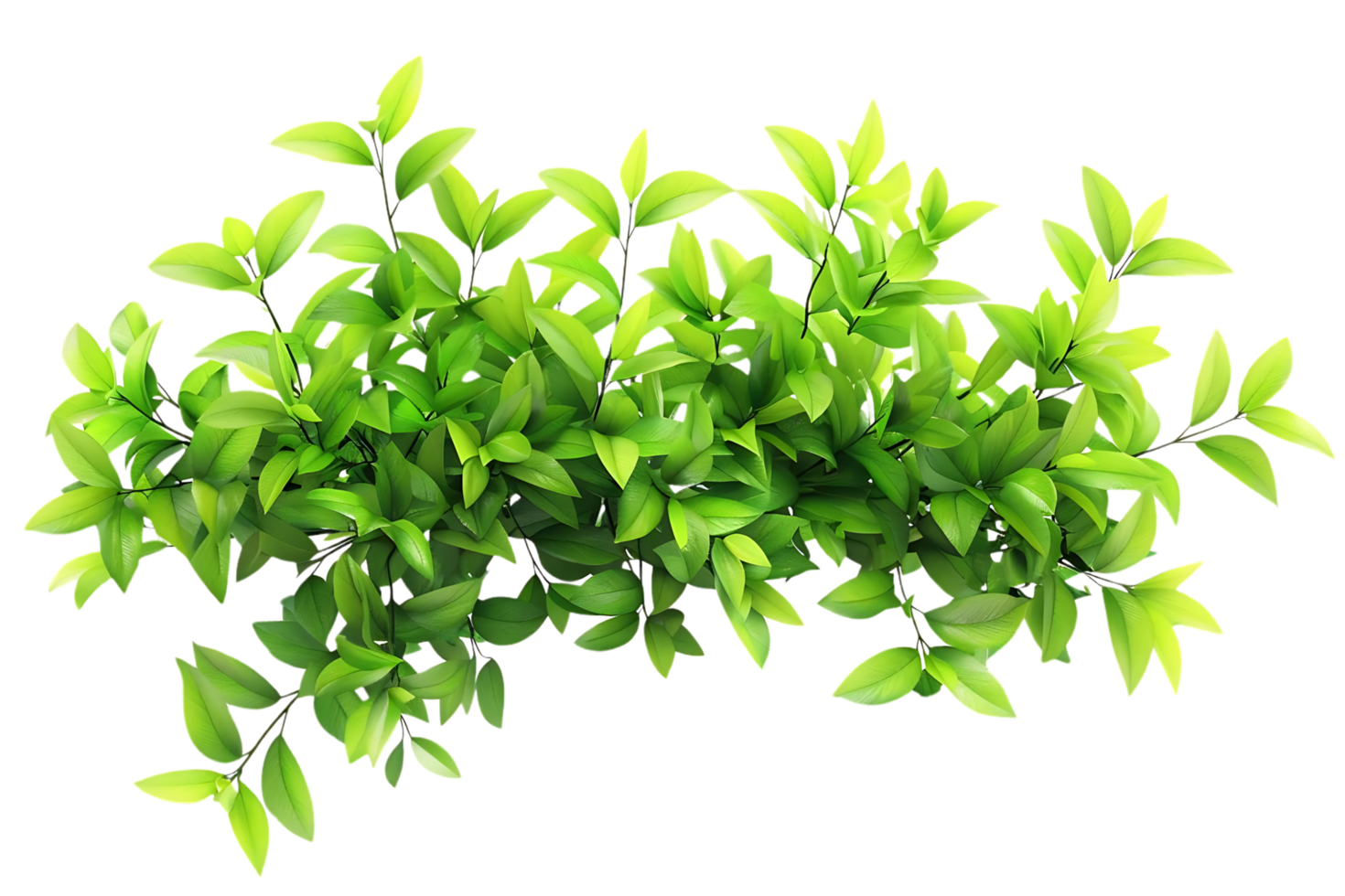 Green Leaves Branch Illustration png