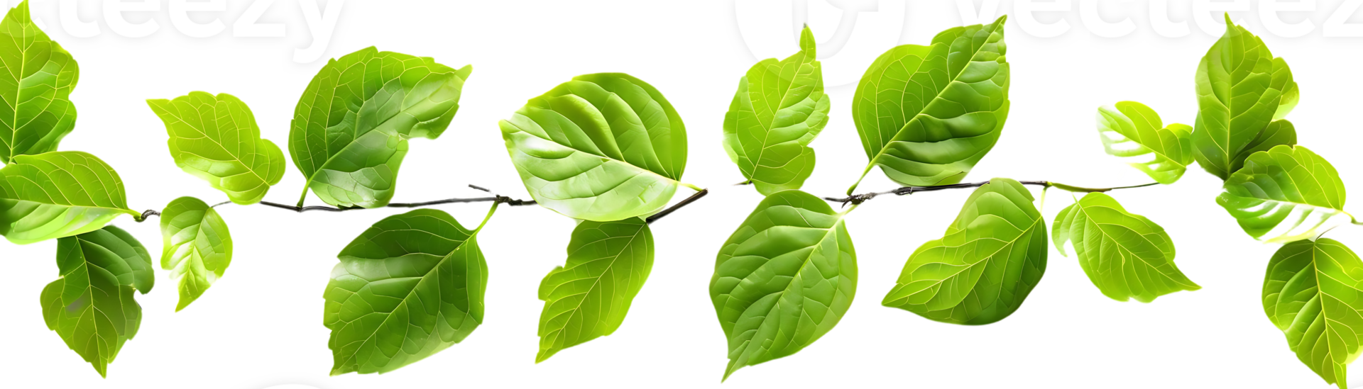 Green Leaves on Branch Illustration png