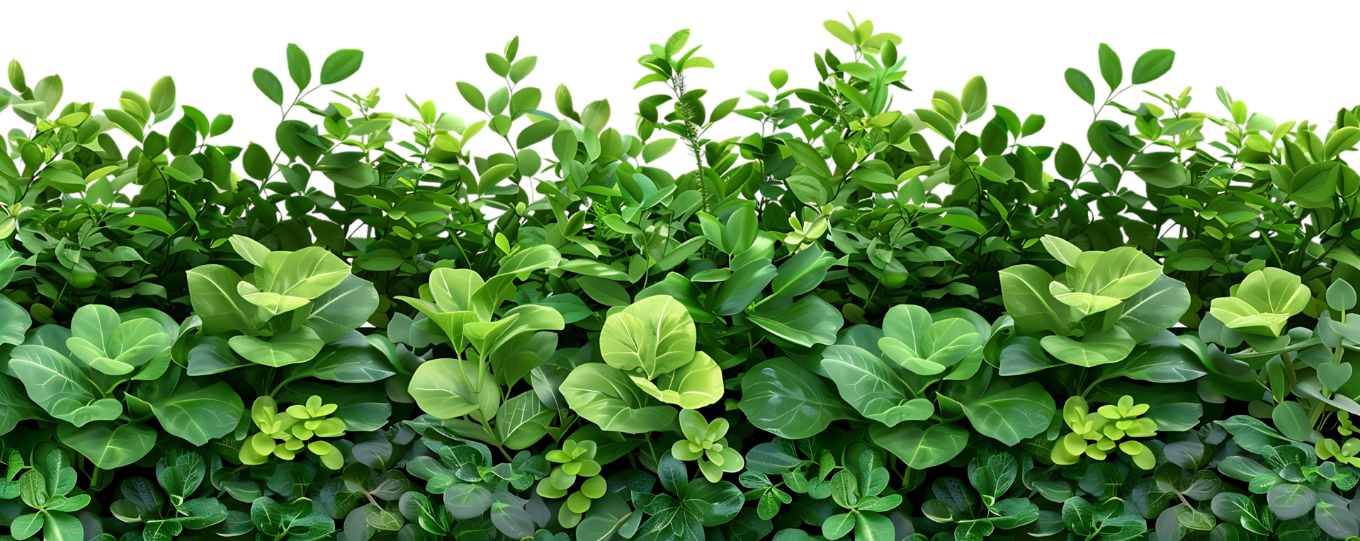 Lush Green Foliage Illustration - 3D Rendered Tropical Plant Wall with Detailed Leaves png