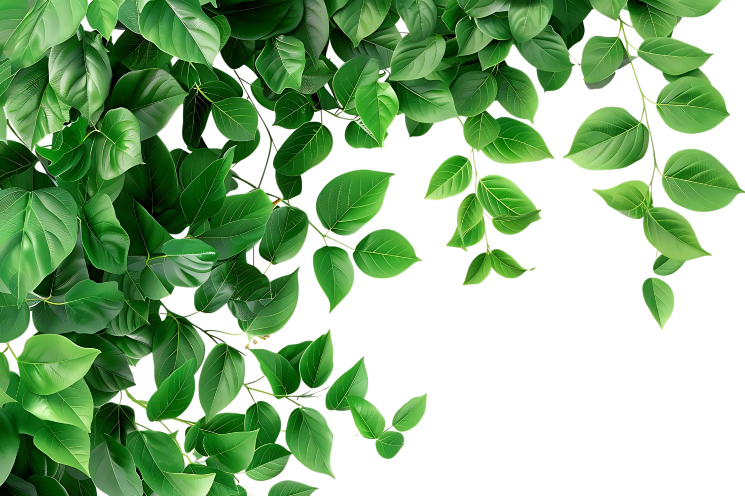 Green Leaves Branch Illustration png