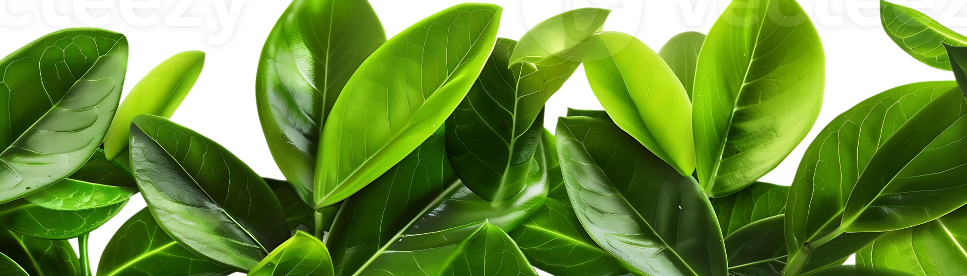 Green Leaf Illustration - Lush Foliage, Organic Texture, Nature Background png