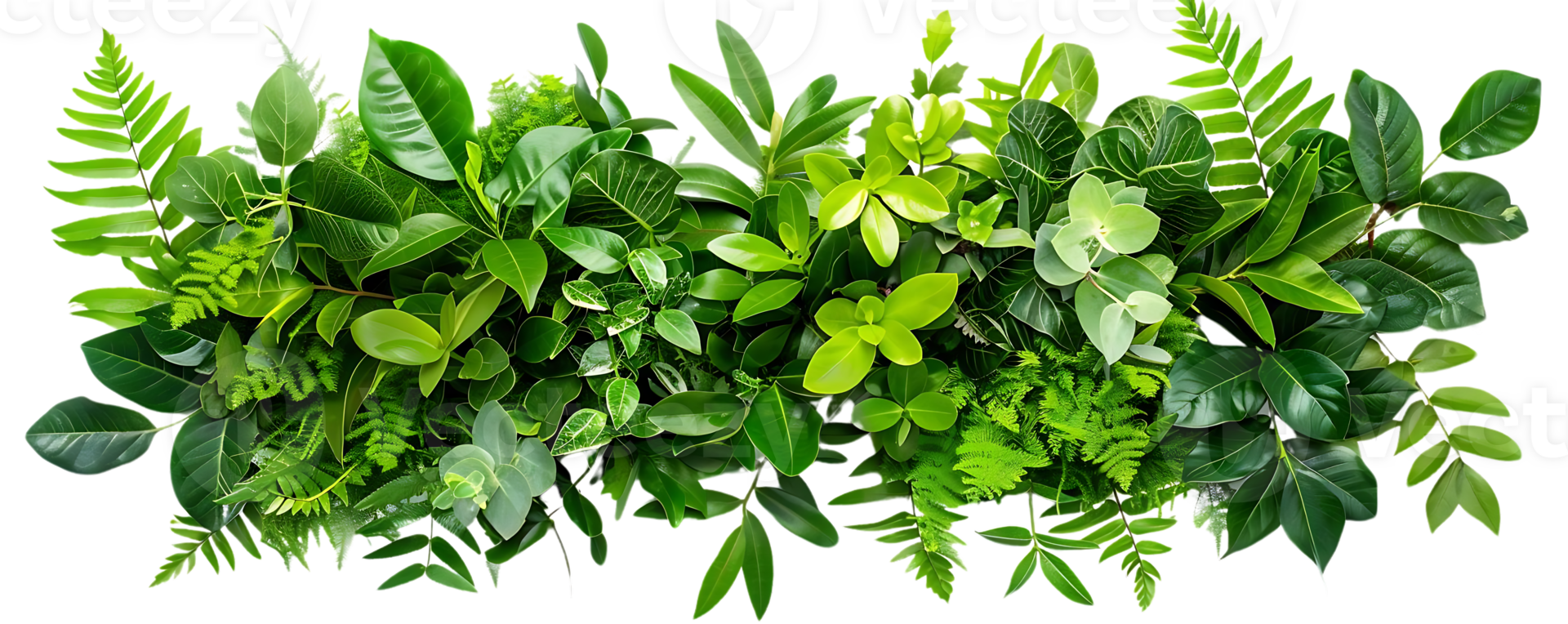 Green Leaves Collection Illustration png