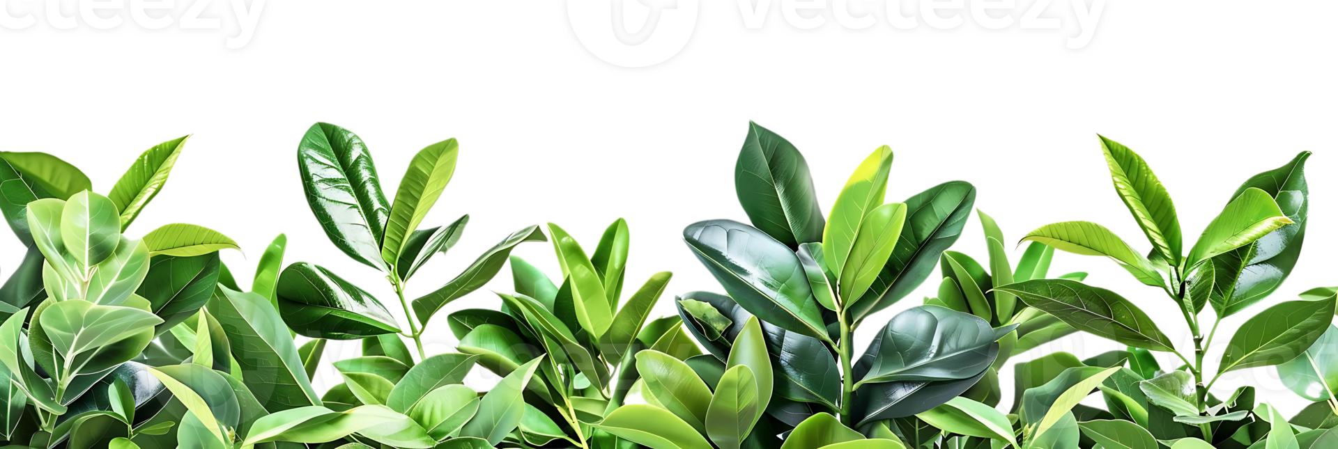 Green Leaves Background Illustration png