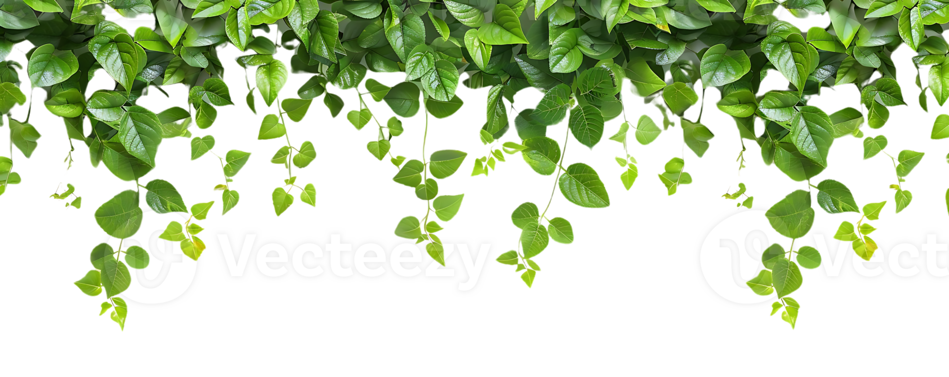 Green Leaves Hanging From Branch Illustration png