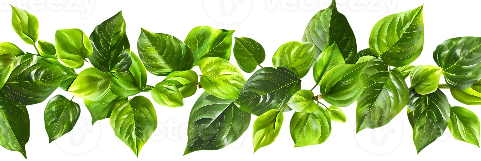 Green Leaves Illustration - Lush Greenery, Natural Foliage, Vibrant Color, Isolated Background, Botanical Design png