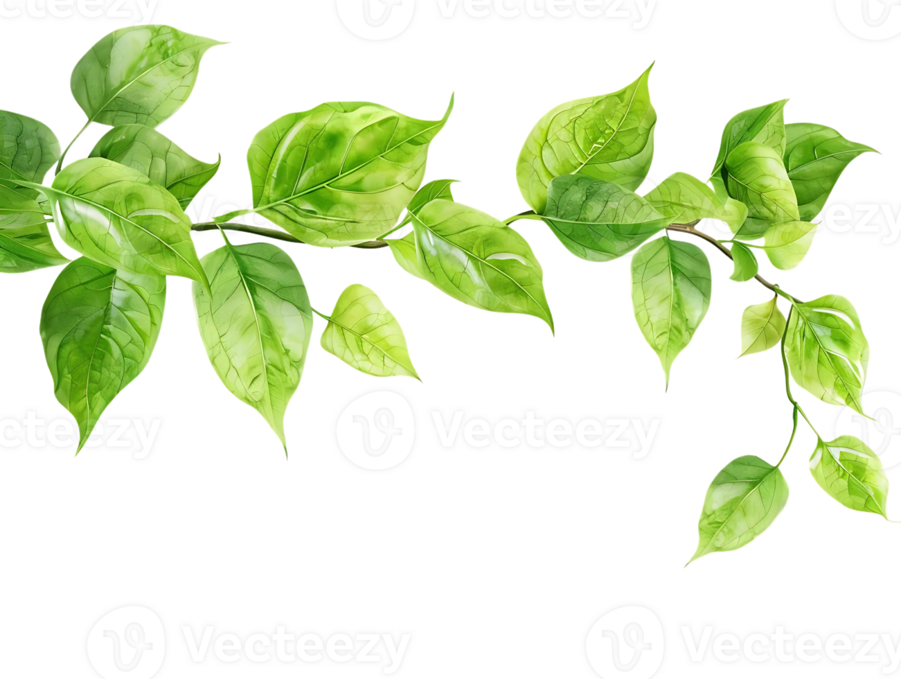 Green Leaves Branch Watercolor Illustration png