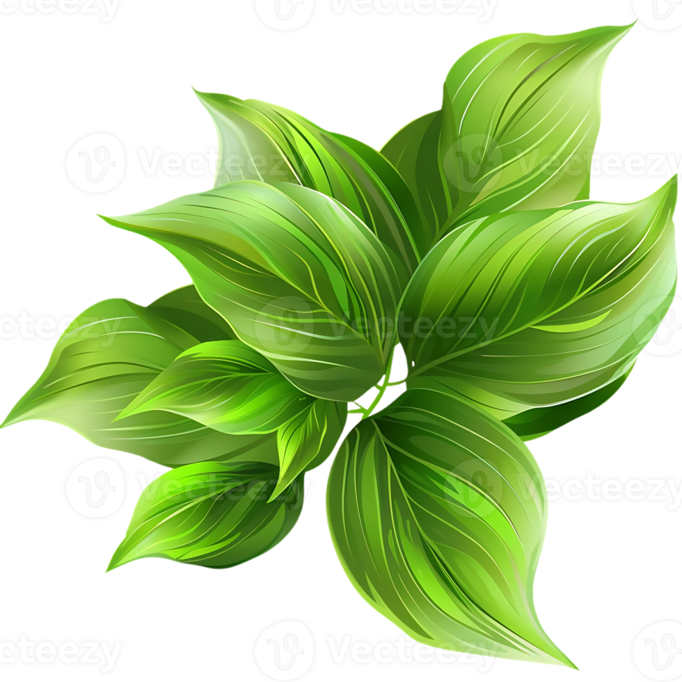 Green Leaves Illustration - Lush Greenery with Detailed Veins png