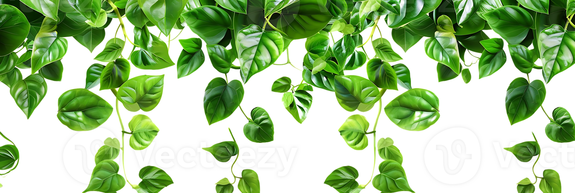 Green Leaves Hanging from Stem Illustration png