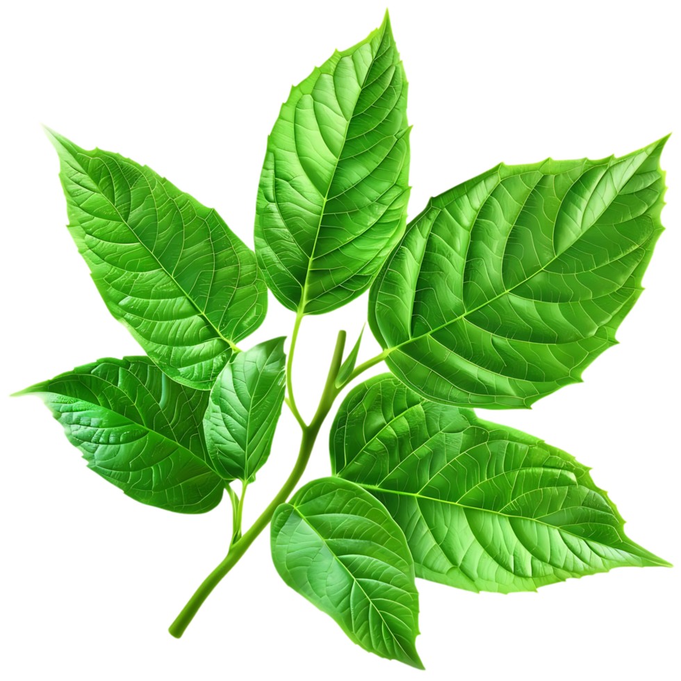 Green Leaf Branch Illustration png