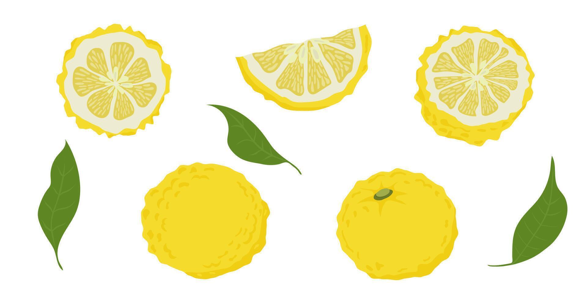 Hand drawn yuzu fruit. Set of Yuzu fruits isolated on a white background vector