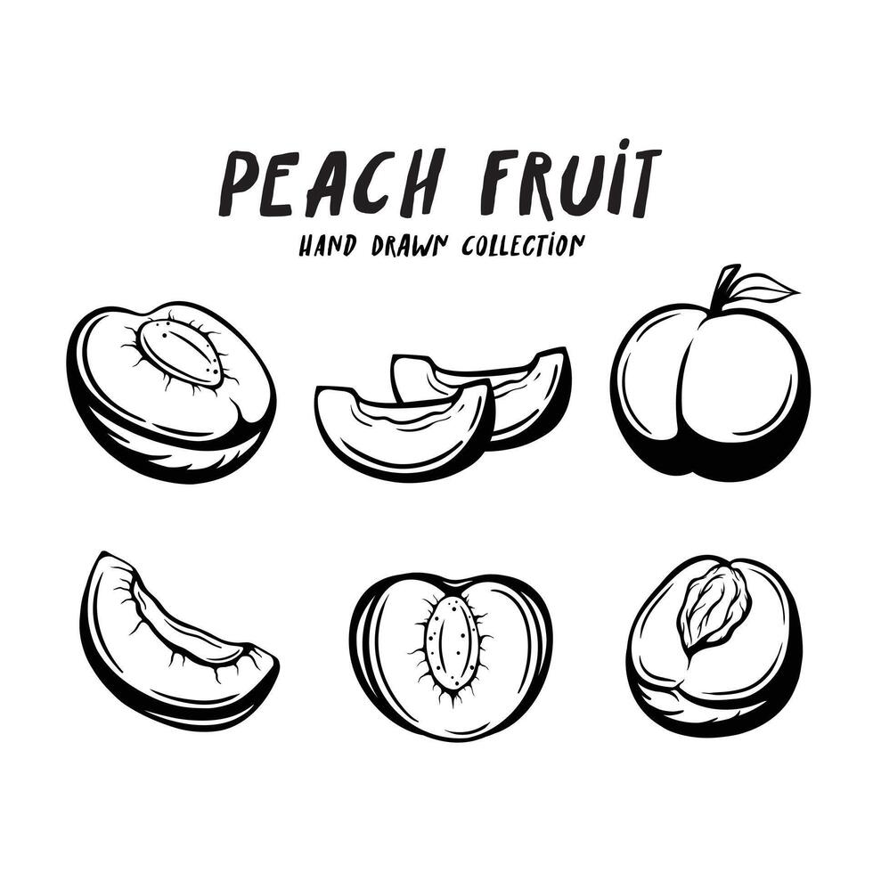 Peach fruit hand drawn concept on white background vector