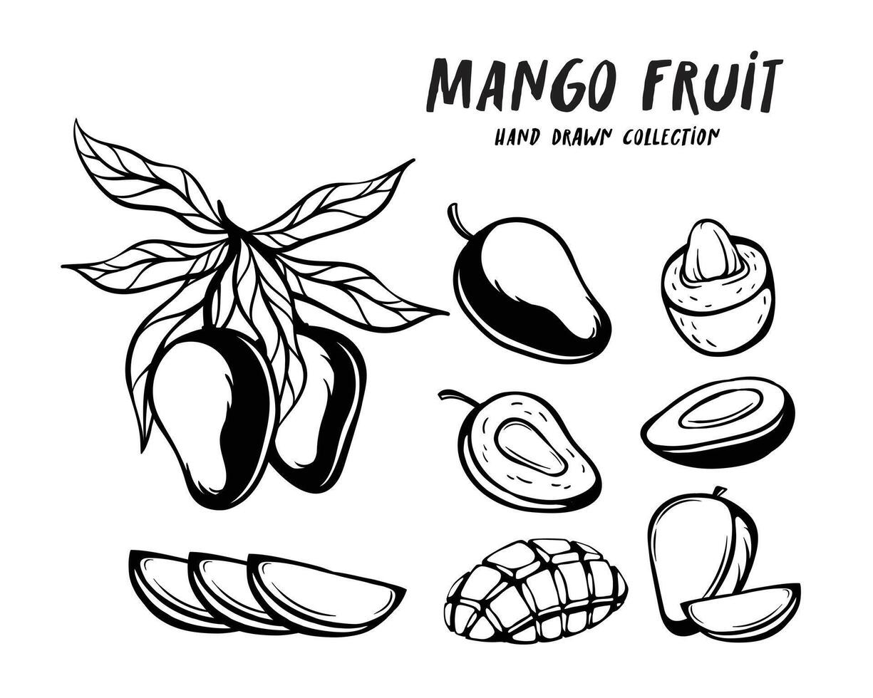 Mango fruit hand drawn concept on white background vector