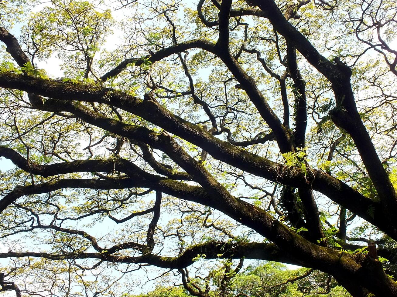 Looking up view of the branch of big tree. Green spring leaves at the forest. Natural environment background photo