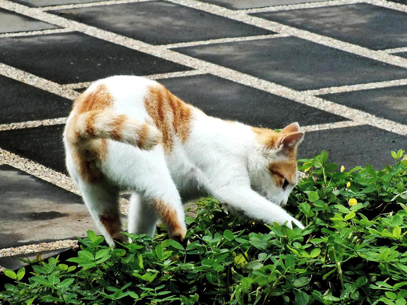 adorable fluffy and funny red cat playing on an outdoor garden, domestic cats in nature concept. Stray cat in the city. photo
