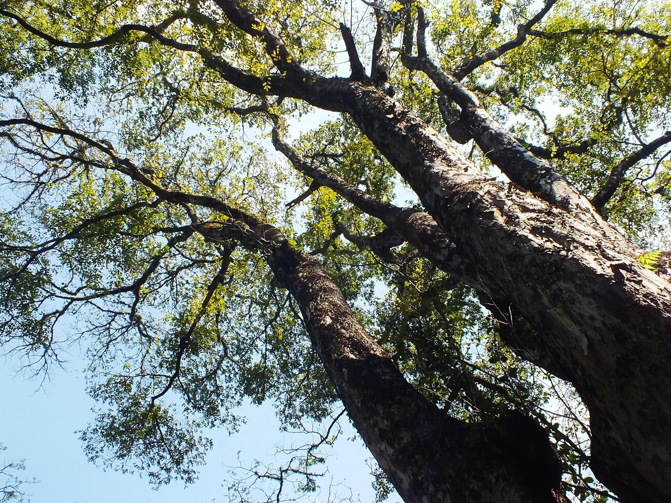 Looking up view of the branch of big tree. Green spring leaves at the forest. Natural environment background photo