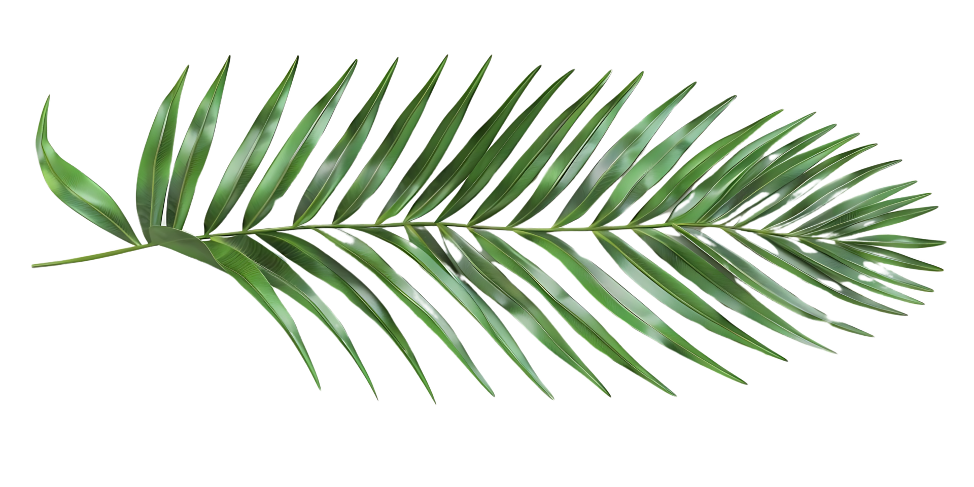 Green Palm Leaf Illustration png