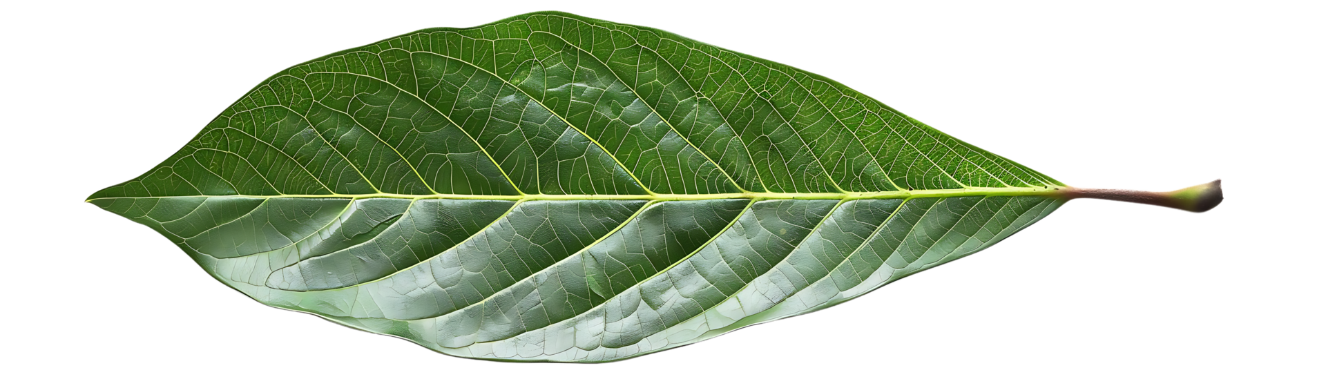 Green Leaf with Detailed Veins - Isolated Photo png