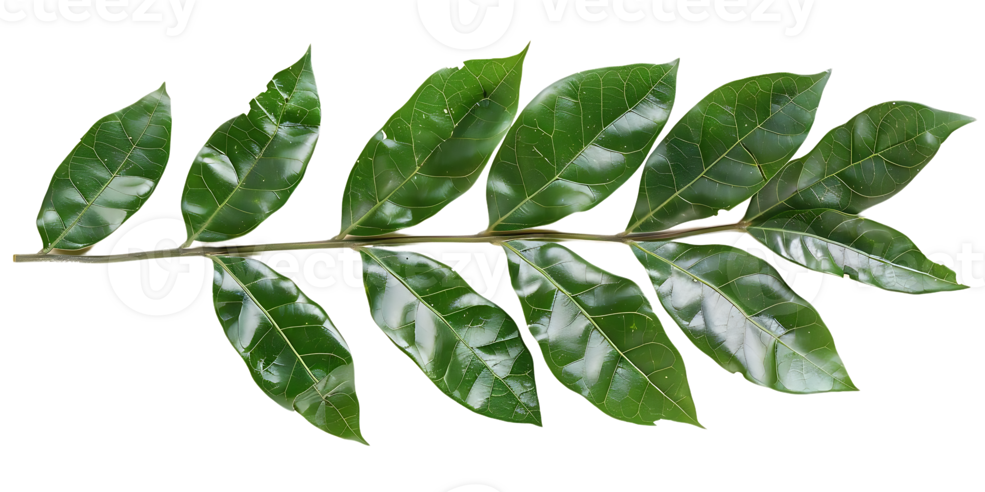 Green Leaf Branch Illustration png