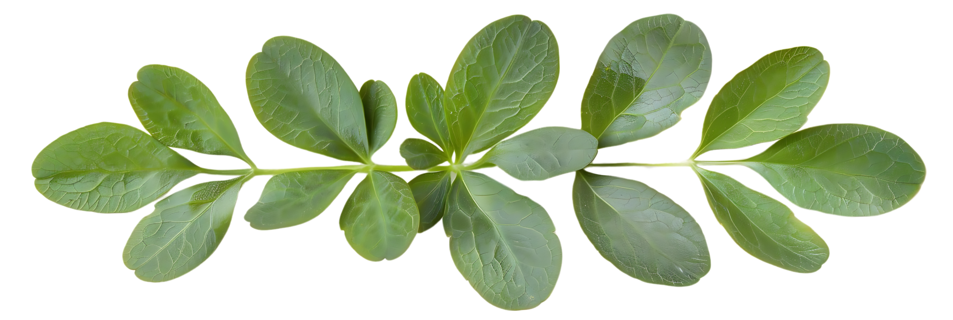 Green Leaf Branch Illustration png