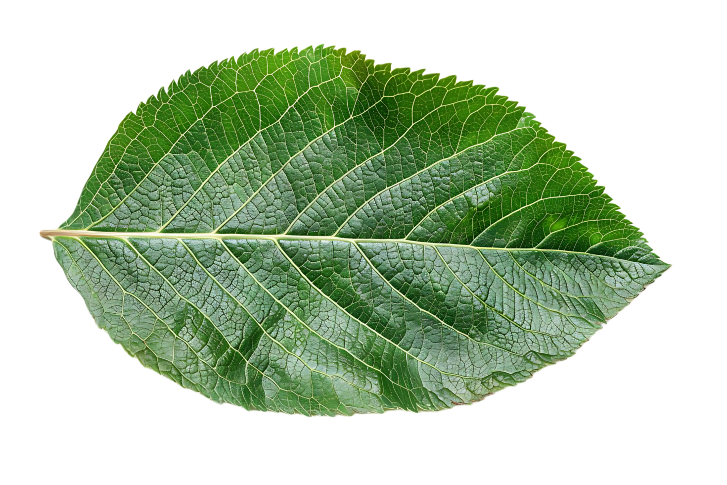 Green Leaf with Veins Illustration png