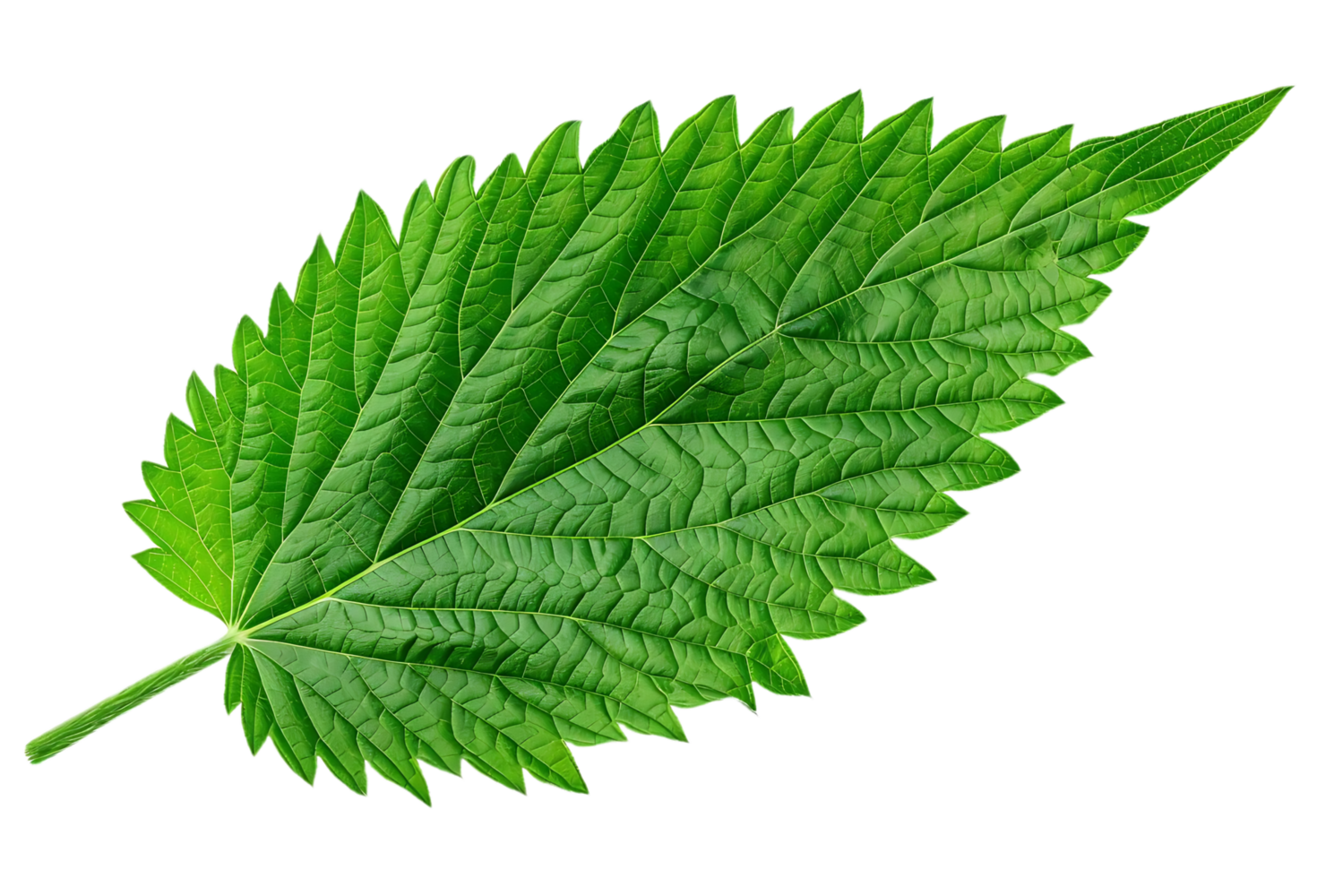 Green Leaf with Veins and Texture Illustration png