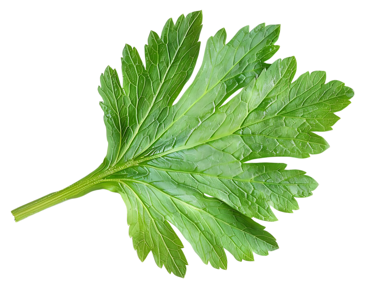 Green Parsley Leaf Photo png