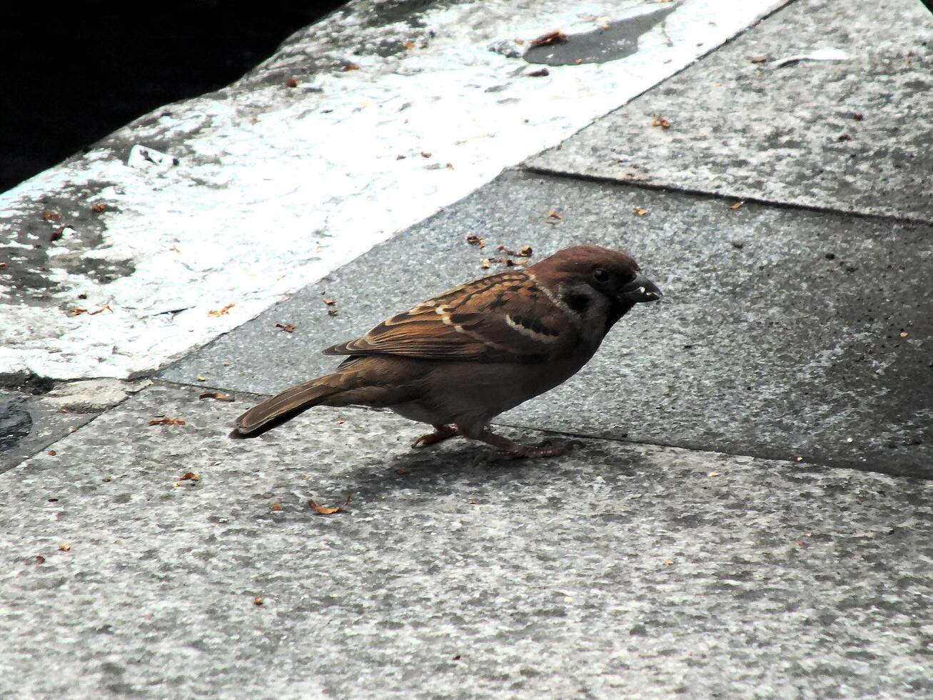 Close up portrait of a house sparrow or passerine domesticus looking for food on the sidewalk. Common house sparrows usually fly freely in the city crowd photo