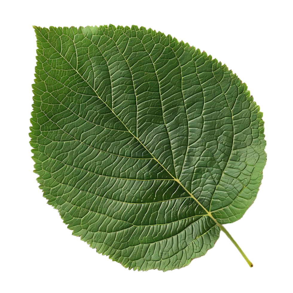 Green Leaf with Veins Illustration png