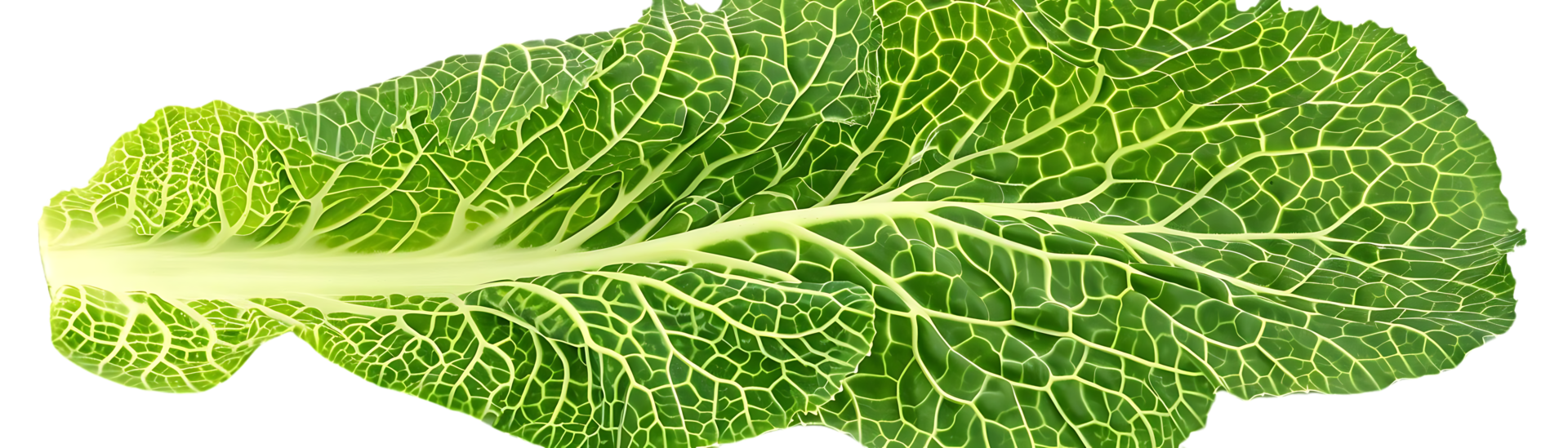 Green Cabbage Leaf Closeup - Detailed Texture, Realistic Image png