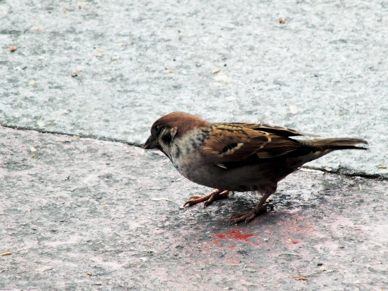 Close up portrait of a house sparrow or passerine domesticus looking for food on the sidewalk. Common house sparrows usually fly freely in the city crowd photo