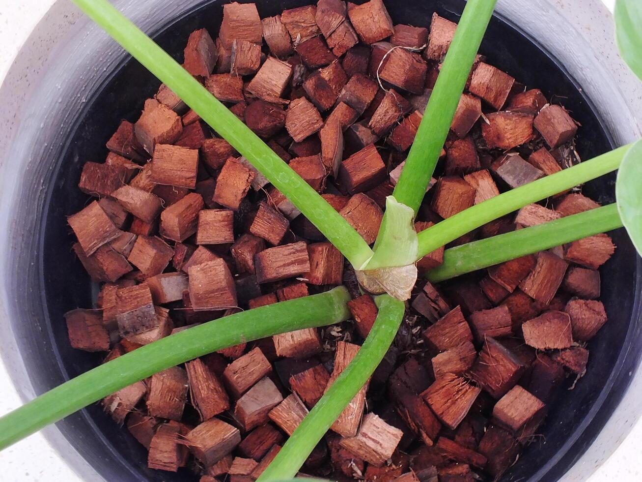 a lot cut of a coconut husk in a flower pot. An alternative media to increase drainage photo