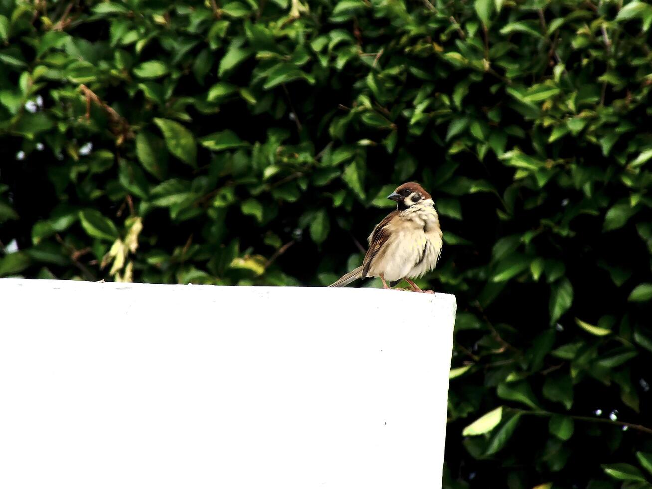 House sparrow or Passer domesticus perched on white surface with blurry lush green plant as a background. Bird watching outdoor wildlife. photo