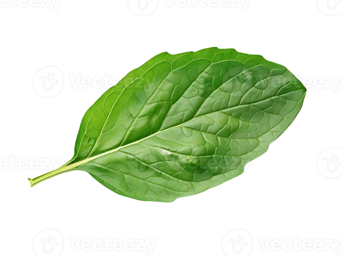 Single Green Leaf with Veins Illustration png