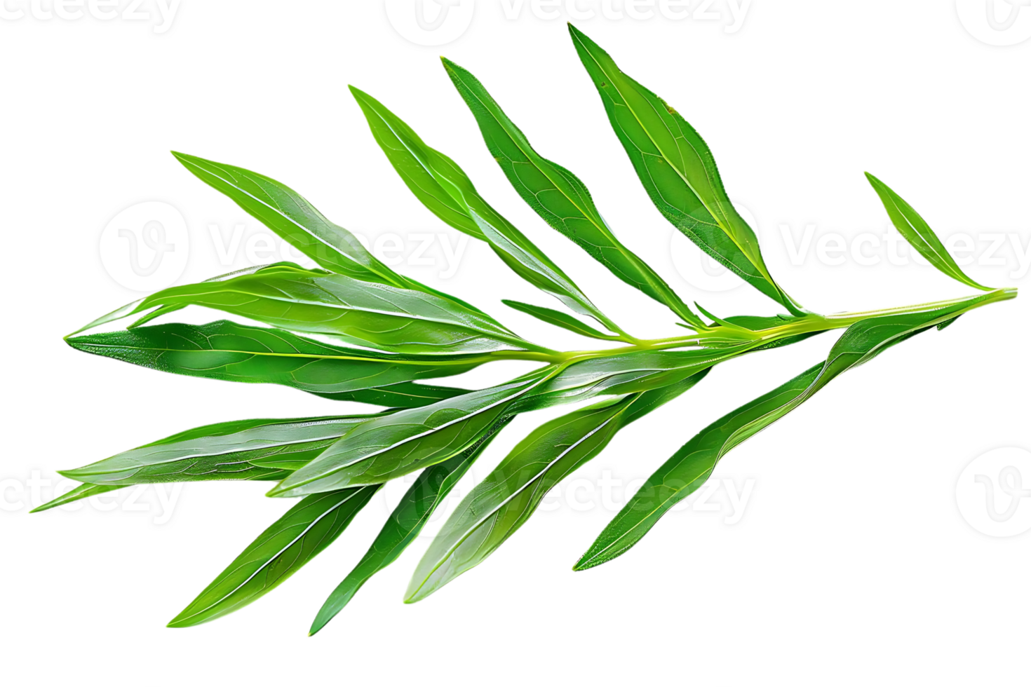 Green Leaf Branch Illustration png