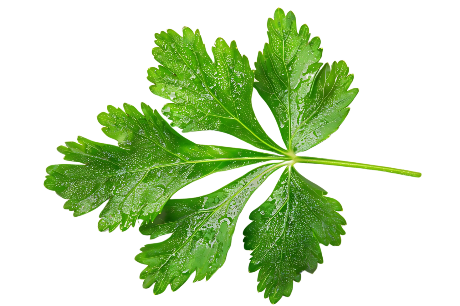 Green Parsley Leaf with Water Droplets Illustration png