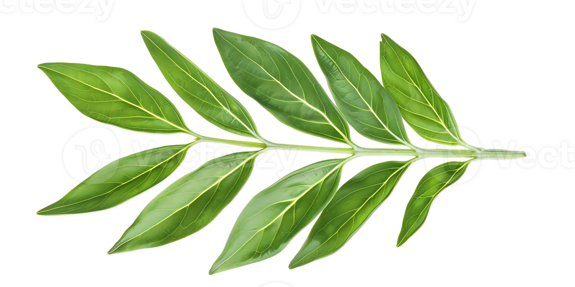 verde folha ramo ilustração png