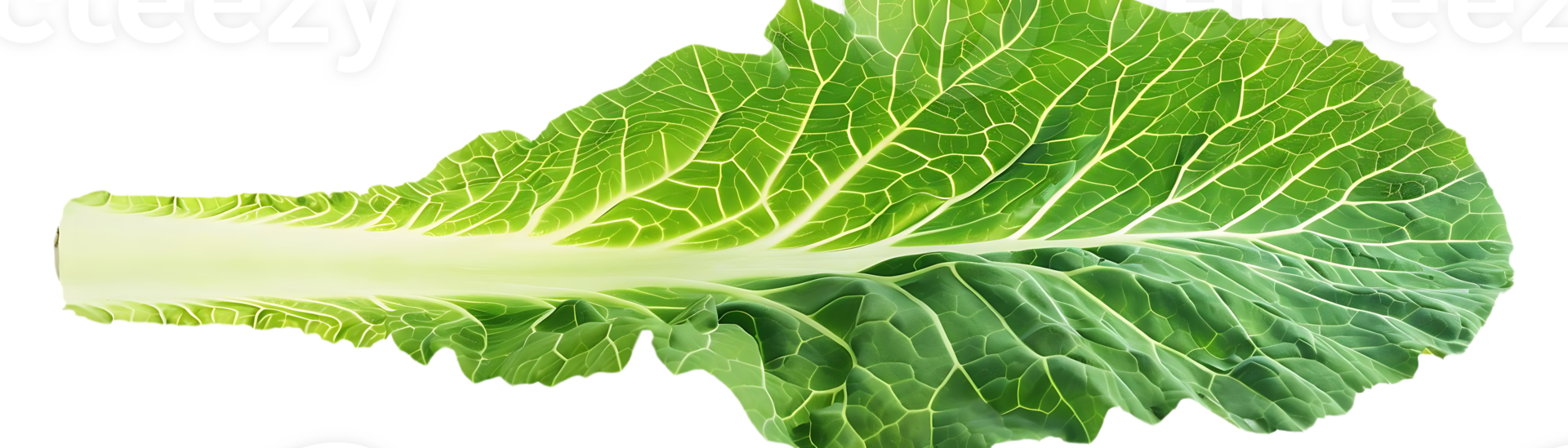 Green Cabbage Leaf with Veins - Close Up Photo png