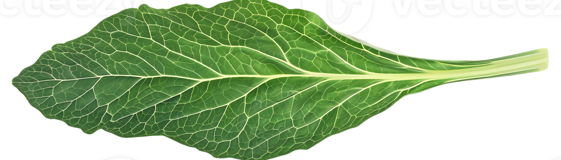 Closeup Green Leaf Illustration with Detailed Veins png